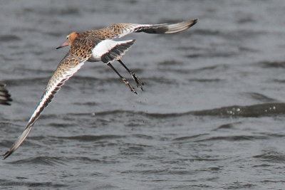 Black-tailed Godwit, Baron's Haugh RSPB, Clyde