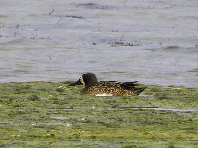 Blue-winged Teal, Carbarns Pond, Clyde