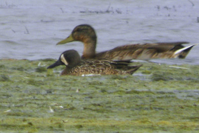 Blue-winged Teal, Carbarns Pond, Clyde
