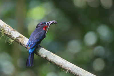 Black Bee-eater, Korup NP, Cameroon