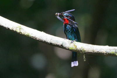 Black Bee-eater, Korup NP, Cameroon