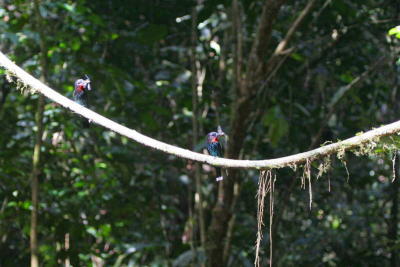 Black Bee-eater, Korup NP, Cameroon