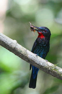 Black Bee-eater, Korup NP, Cameroon