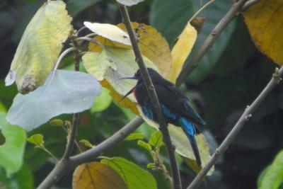Black Bee-eater, Nyasoso, Cameroon