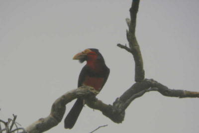 Bearded Barbet, Benoue NP, Cameroon