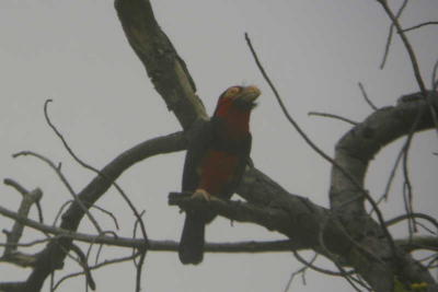 Bearded Barbet, Benoue NP, Cameroon