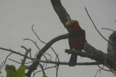 Bearded Barbet, Benoue NP, Cameroon