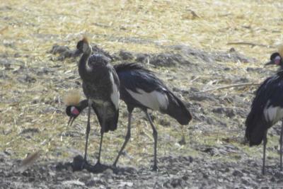 Black Crowned Crane, Waza NP, Cameroon