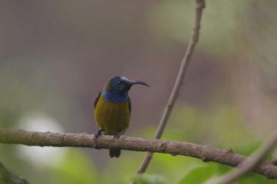 Cameroon Sunbird, Lake Awing, Cameroon