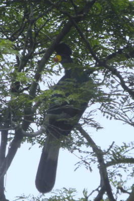 Great Blue Turaco