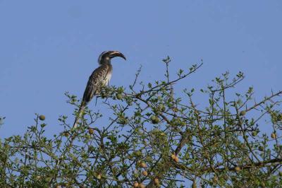 Grey Hornbill, Waza, Cameroon