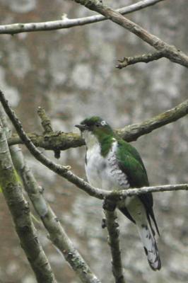 Klaas's Cuckoo, Nyasoso, Cameroon