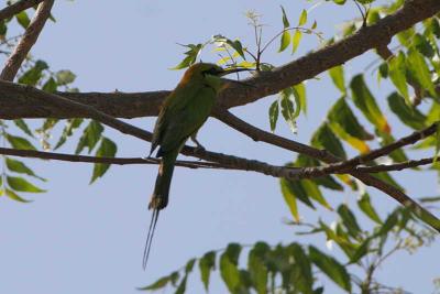 Little Green Bee-eater, Waza NP, Cameroon