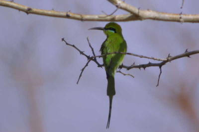 Little Green Bee-eater, Waza NP, Cameroon