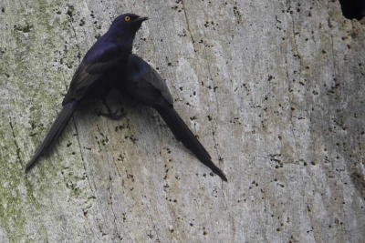 Narrow-tailed Starling