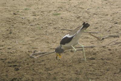 White-headed Lapwing, Benoue River, Cameroon