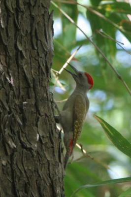 Grey (or Gray) Woodpecker