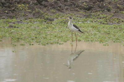 Black-winged Stilt