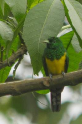 Emerald Cuckoo