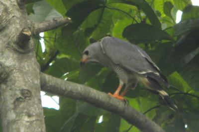 Lizard Buzzard