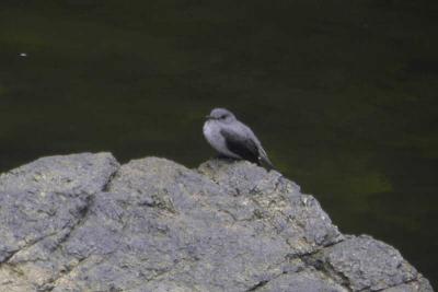 Cassin's Flycatcher