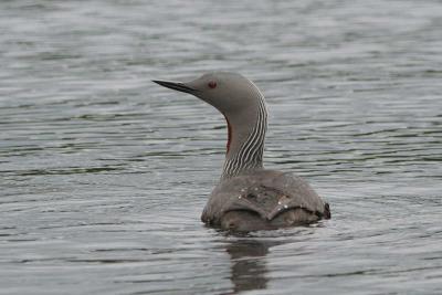 Red-throated Diver, Clyde