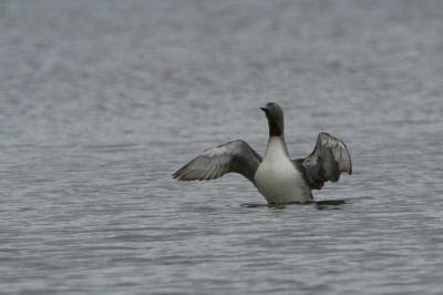 Red-throated Diver, Clyde