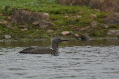 Red-throated Diver, Clyde