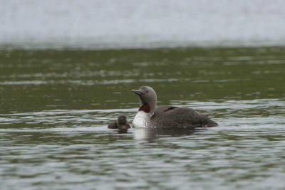 Red-throated Diver, Clyde