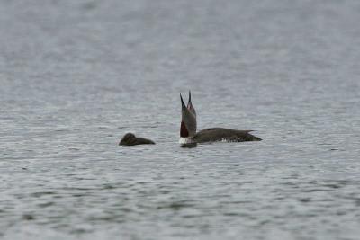 Red-throated Diver, Clyde