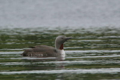 Red-throated Diver, Clyde