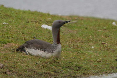 Red-throated Diver, Clyde