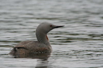 Red-throated Diver, Clyde