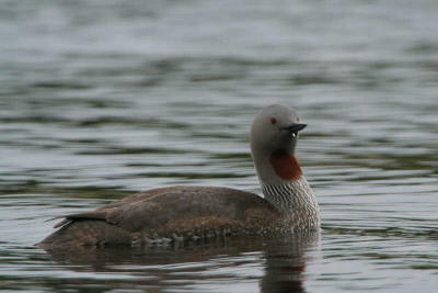 Red-throated Diver, Clyde