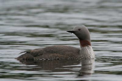 Red-throated Diver, Clyde