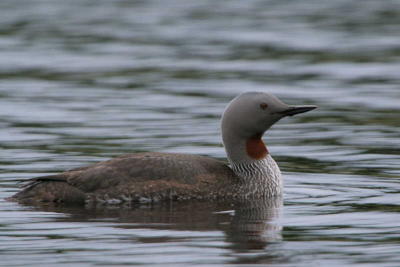 Red-throated Diver, Clyde