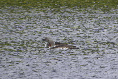 Red-throated Diver, Clyde