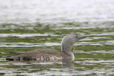 Red-throated Diver, Clyde