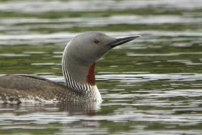 Red-throated Diver, Clyde