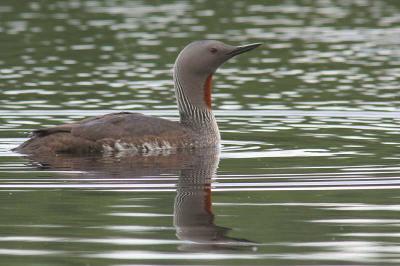 Red-throated Diver, Clyde