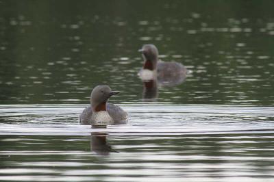 Red-throated Diver, Clyde