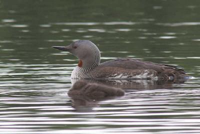 Red-throated Diver, Clyde