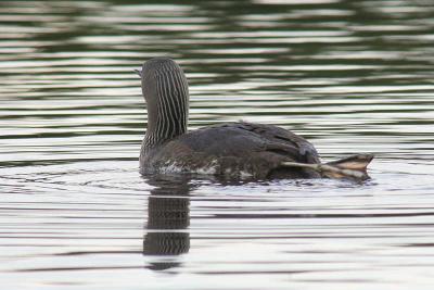 Red-throated Diver, Clyde