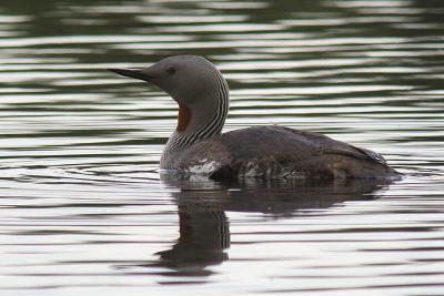 Red-throated Diver, Clyde