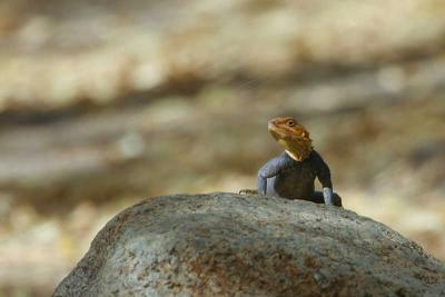 Rock Agama