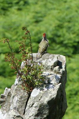 Green Woodpecker, Long Crags, Dumbarton, Clyde