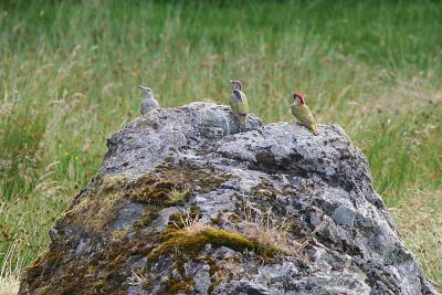 Green Woodpecker, Long Crags, Dumbarton, Clyde