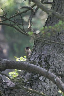 Green Woodpecker, Long Crags, Dumbarton, Clyde