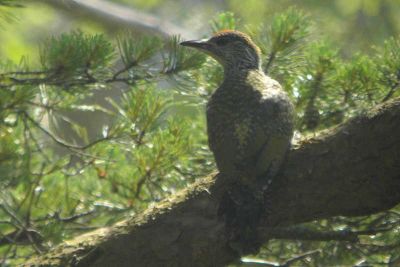 Green Woodpecker, Long Crags, Dumbarton, Clyde