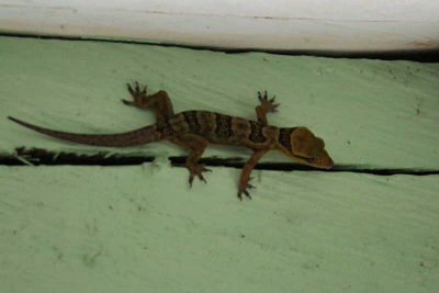 Gecko